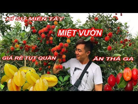 KHÁM PHÁ MIỆT VƯỜN TRÁI CÂY Ở MIỀN TÂY